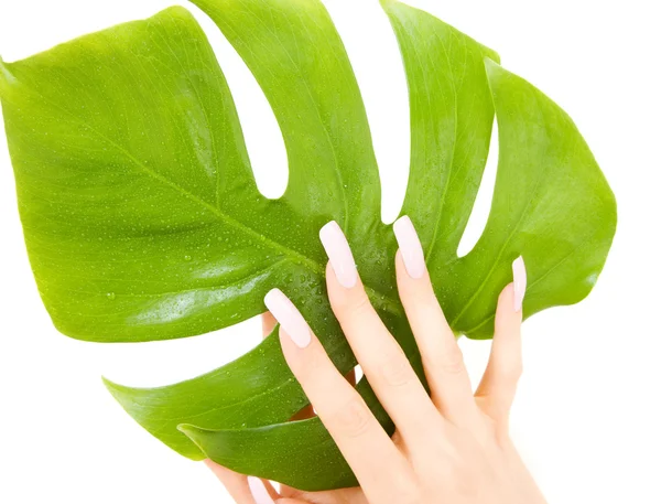 Жіночі руки з зеленим листом — стокове фото