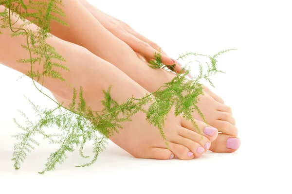 Vrouwelijke voeten met groene plant — Stockfoto
