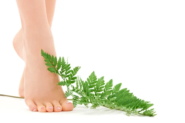 Weibliche Füße mit grünem Blatt — Stockfoto