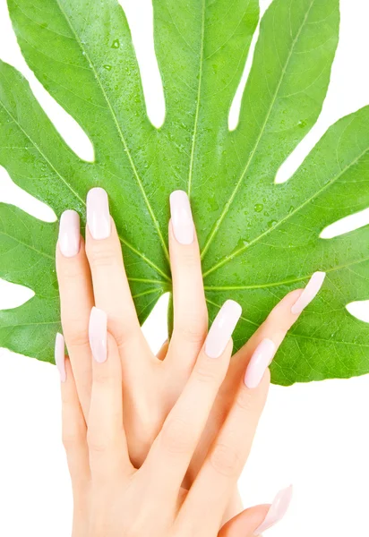 Kvinnliga händer med grönt blad — Stockfoto