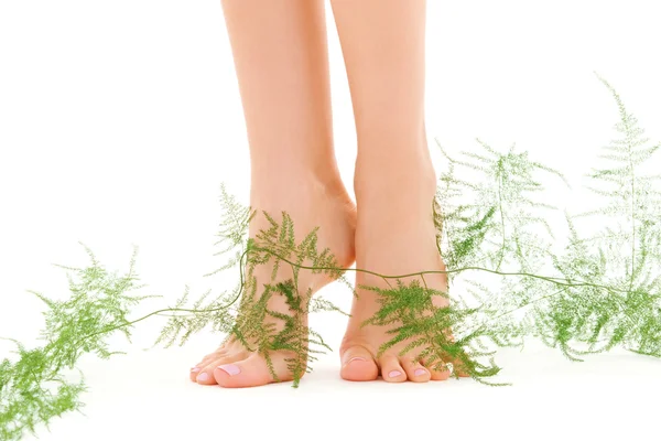 Жіночі ноги з зеленою рослиною — стокове фото