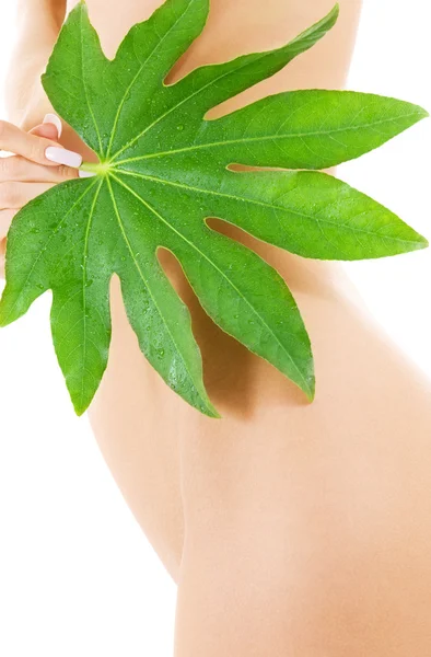 Kvinnlig torso med gröna blad över vita — Stockfoto