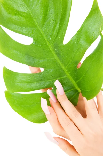Γυναικεία χέρια με πράσινο φύλλο — Φωτογραφία Αρχείου