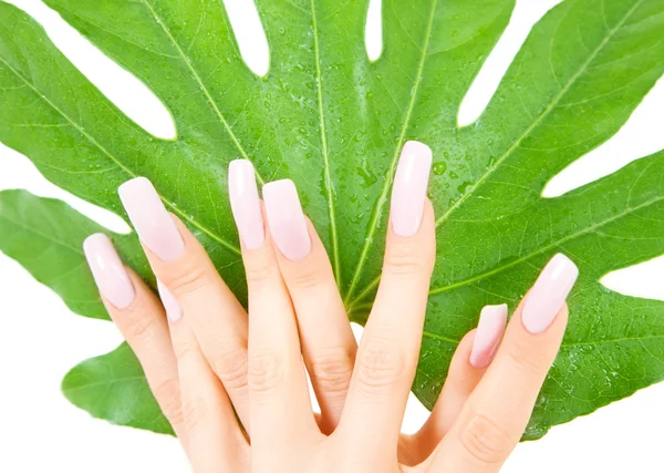 Female hands with green leaf — Stock Photo, Image