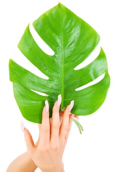 Ženské ruce zelený list — Stock fotografie