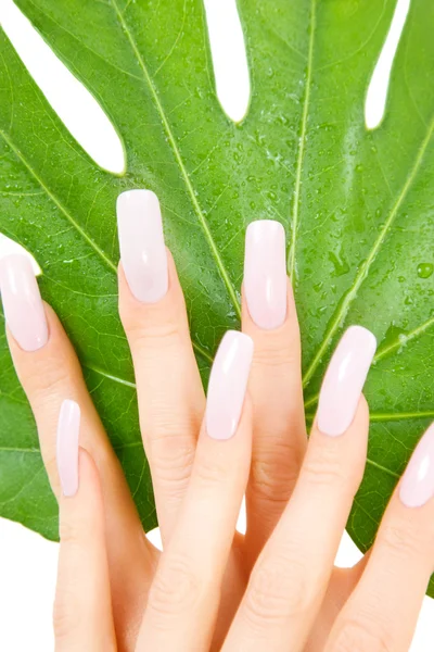 Female hands with green leaf — Stock Photo, Image
