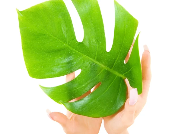 Frauenhände mit grünem Blatt — Stockfoto