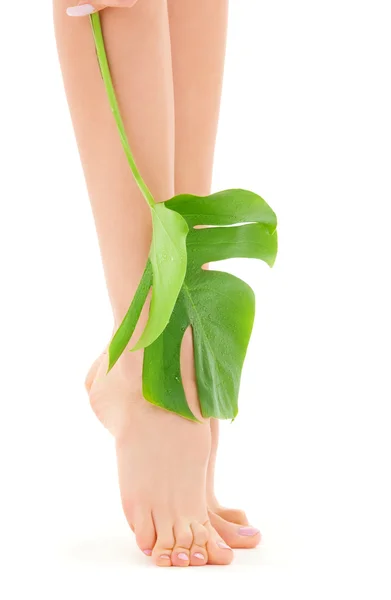 女性腿与绿叶 — 图库照片