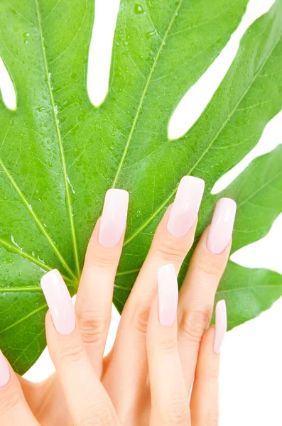 Vrouwelijke handen met groen blad — Stockfoto