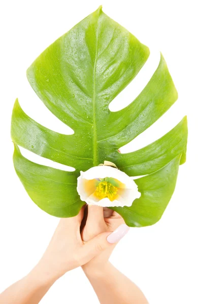 Ženské ruce zelený list a květ — Stock fotografie