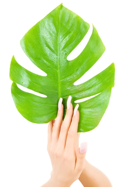 Mãos femininas com folha verde — Fotografia de Stock