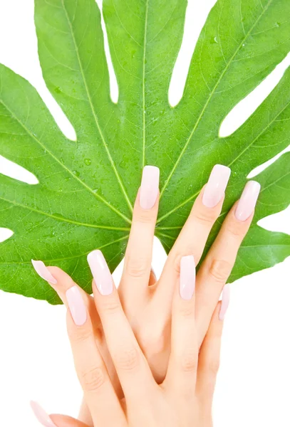Női kéz a zöld leveles — Stock Fotó