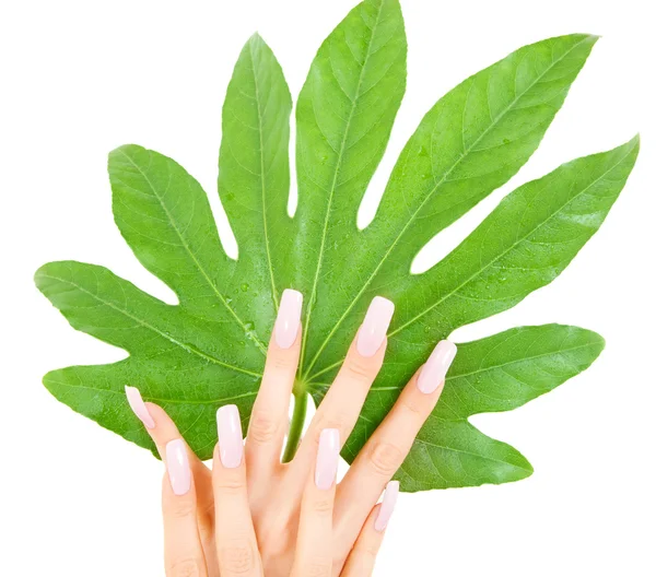 Eller yeşil yaprak — Stok fotoğraf