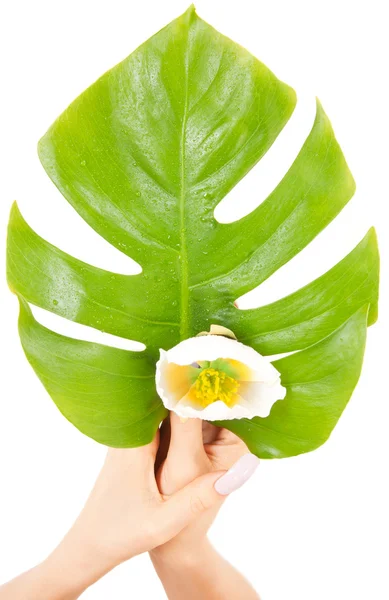 Ženské ruce zelený list a květ — Stock fotografie