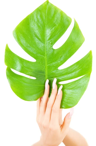 Eller yeşil yaprak — Stok fotoğraf