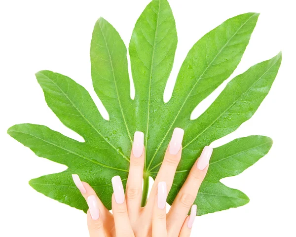 Женские руки с зеленым листом — стоковое фото