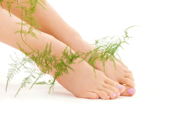 Vrouwelijke voeten met groene plant — Stockfoto