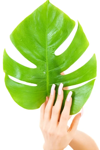 Mãos femininas com folha verde — Fotografia de Stock