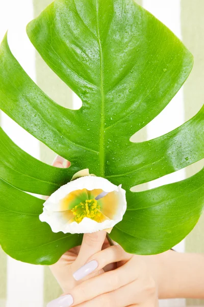 Kvinnliga händer med gröna blad och blomma — Stockfoto