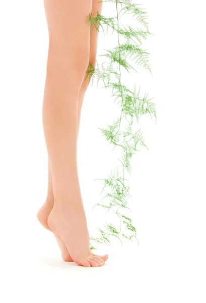 Weibliche Beine mit grüner Pflanze — Stockfoto