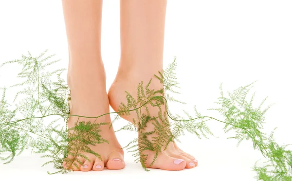 Weibliche Füße mit grüner Pflanze — Stockfoto