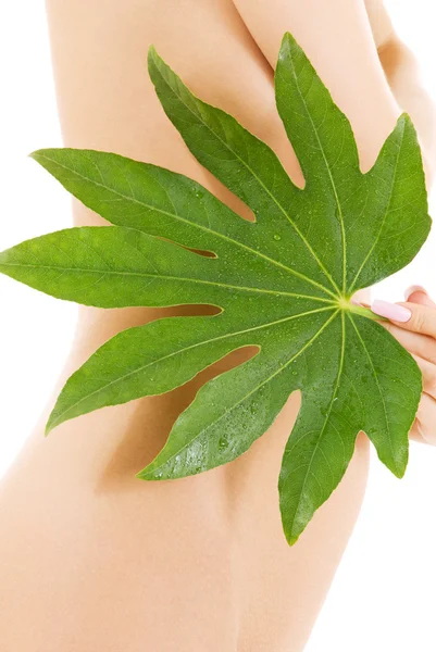Female torso with green leaf over white — Stock Photo, Image