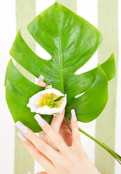 Mãos femininas com folha verde e flor — Fotografia de Stock