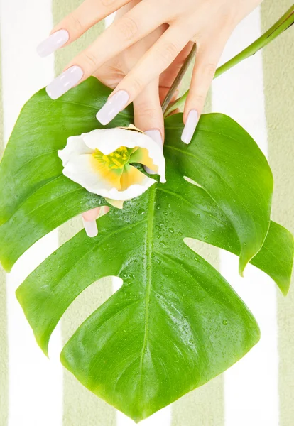 Manos femeninas con hoja verde y flor —  Fotos de Stock