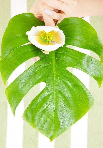 Женские руки с зеленым листом и цветком — стоковое фото