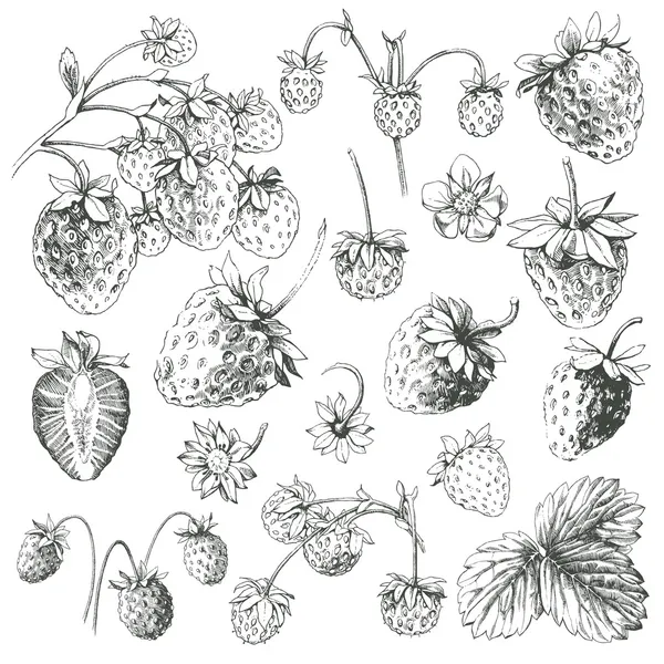 Set de fresas . — Archivo Imágenes Vectoriales