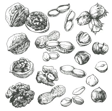 Seeds and nuts clipart