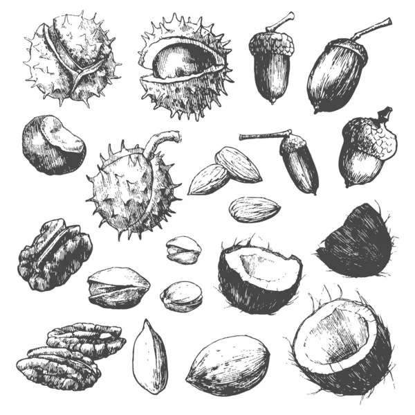 坚果和种子 — 图库矢量图片