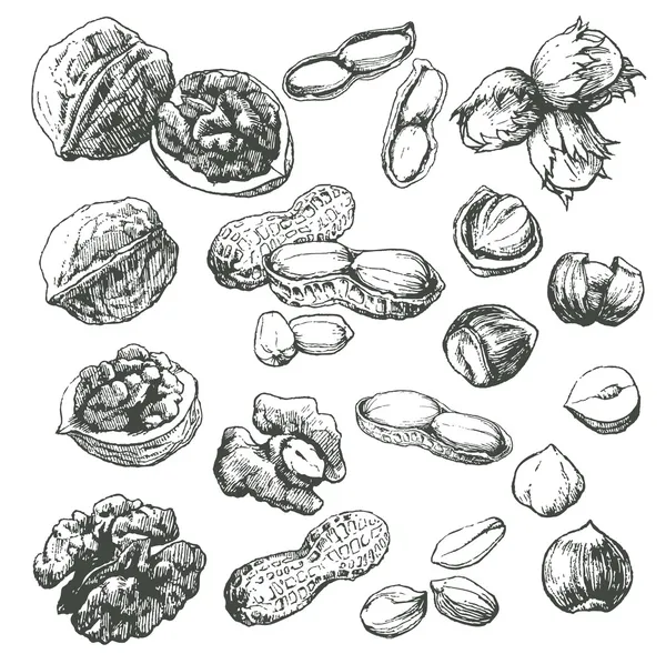 Semena a ořechy Stock Ilustrace