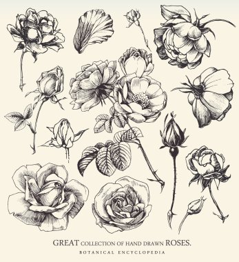 Rose set. clipart