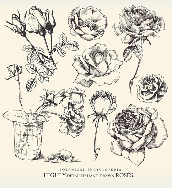 Set de flores . — Archivo Imágenes Vectoriales