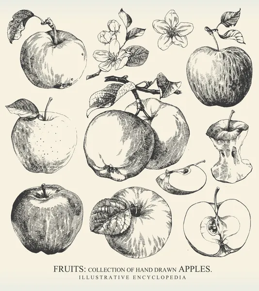 Äpfel. Stockvektor