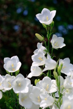 Çan çiçeği bell-fowers