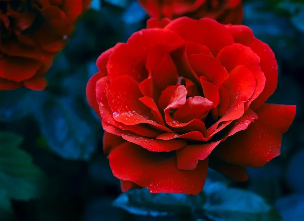 Κόκκινο τριαντάφυλλο με σταγόνα νερού — Φωτογραφία Αρχείου