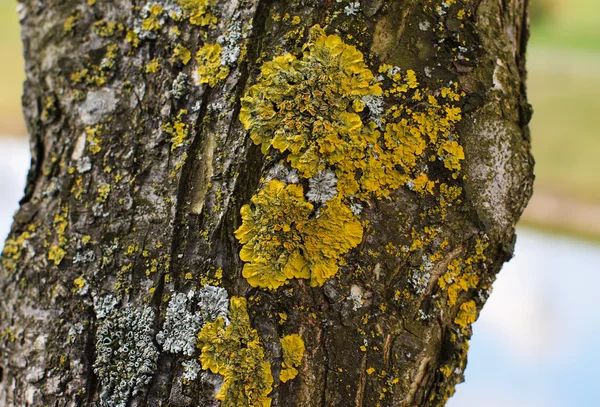 Pnia drzewa oliwnego z mchu żółty grzyb. — Zdjęcie stockowe