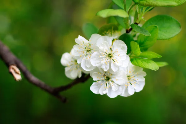 Kukka omenapuu — kuvapankkivalokuva