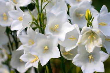 Çan çiçeği bell-fowers