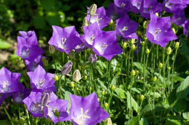 Çan çiçeği bell-fowers