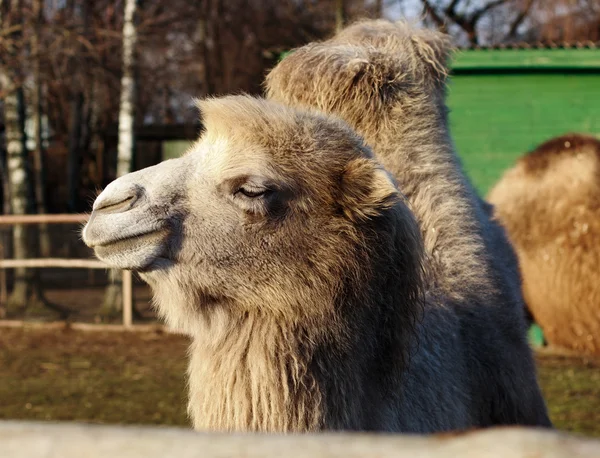 Två pucklar kamel — Stockfoto