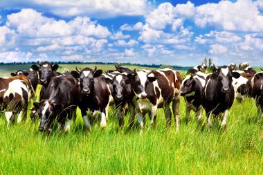 Cattle in the meadow clipart