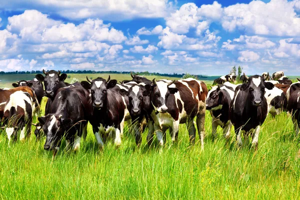 Cattle in the meadow — Stock Photo, Image