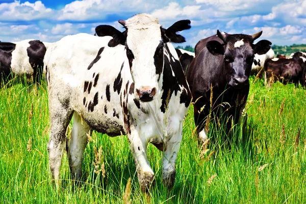 牛在草地上过草的平整 — 图库照片