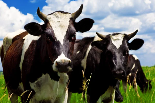 Koeien in de wei — Stockfoto