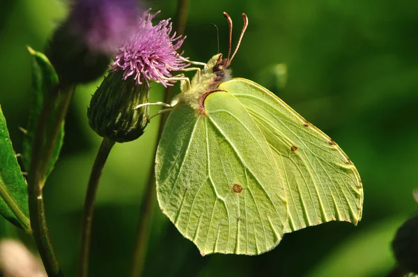 stock image Butterfly.