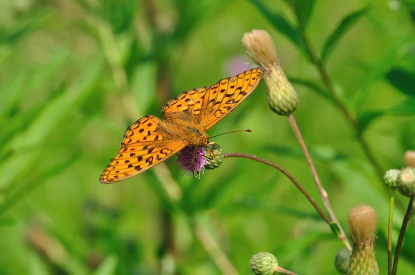 stock image Butterfly.