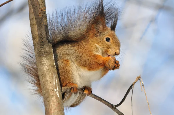 Eichhörnchen. — Stockfoto